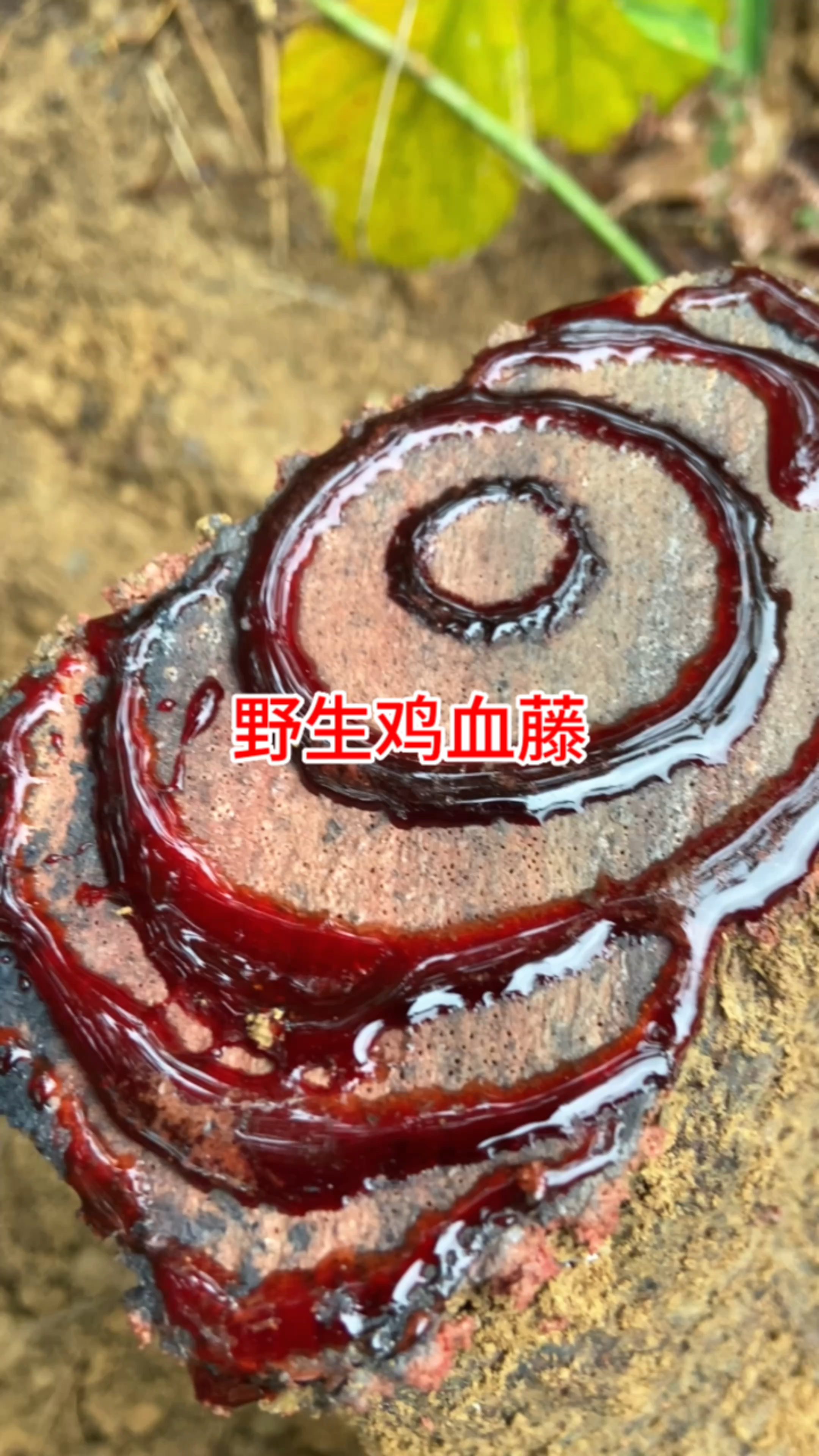 以形补形的百年野生鸡血藤你见过吗?