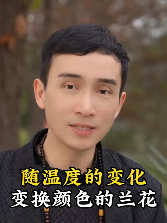 初涉兰界,你一定会被国兰瑰宝“细叶寒兰红袍”所吸引