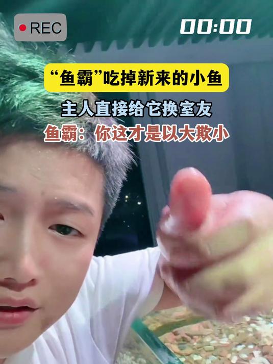 “鱼霸”吃掉新来的小鱼,主人直接给它换室友
