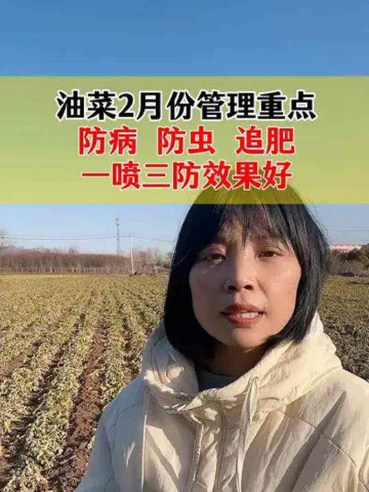 开春油菜咋管理?高产秘籍与病害防治要点!
