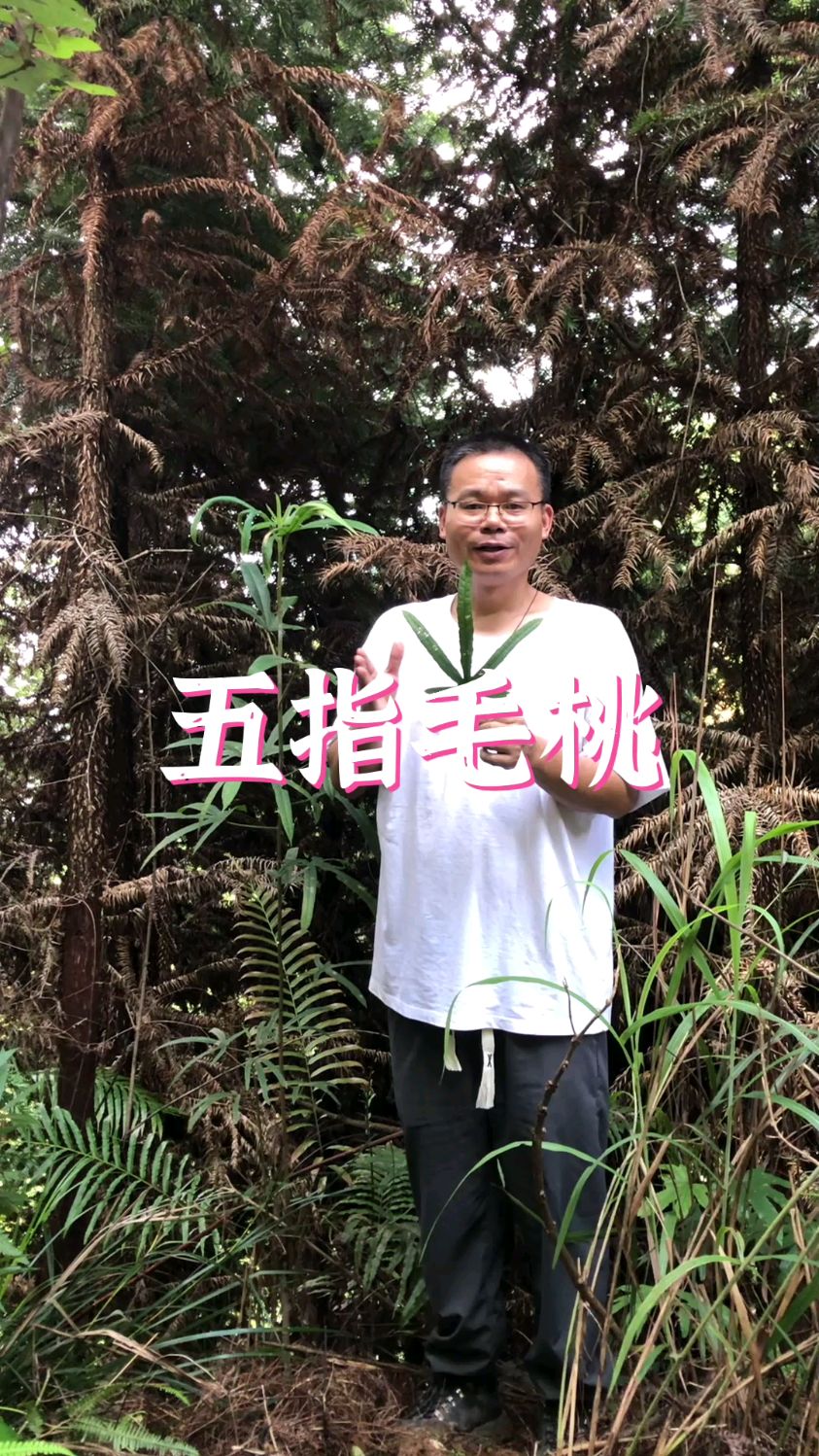 什么是五指毛桃？五指毛桃吃的是什么部分？