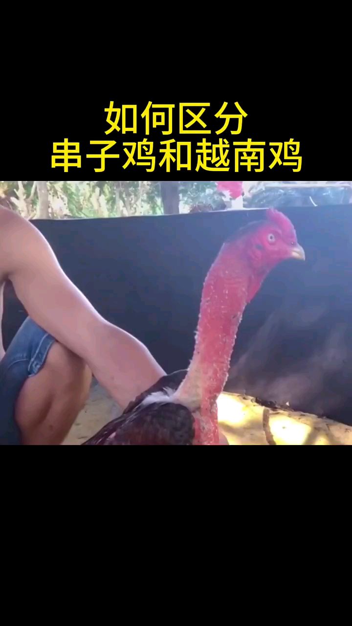 如何区分串子鸡和越南鸡