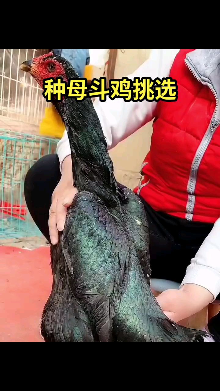如何挑选好的种母斗鸡