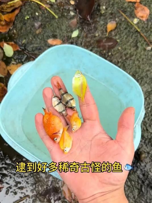 今天在小河边逮鱼的时候碰到一个小动物掉进河里,大家说我要救吗