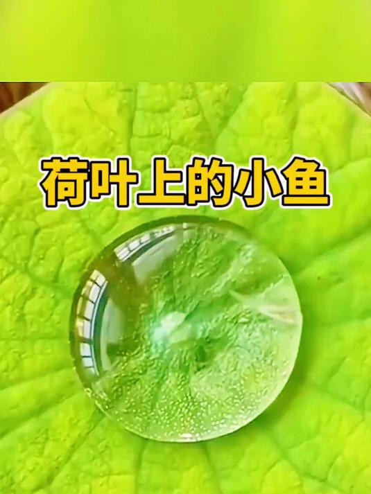 荷叶上的小鱼,生命力太顽强了