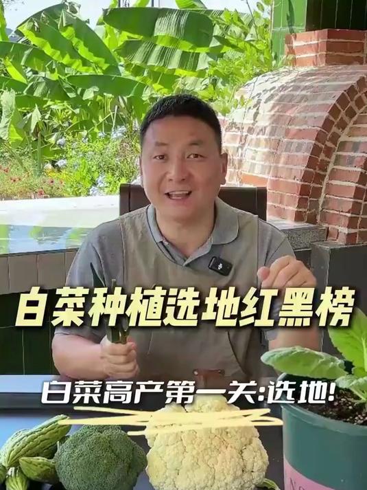 白菜高产第一关：从学会挑地开始！