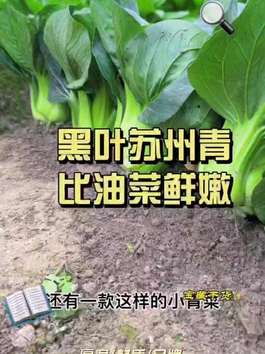 有这么一款小青菜