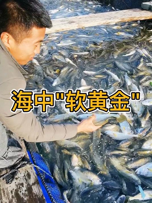 几万斤东海大黄鱼夜间全部捕捞，辛苦一年的渔民迎来大丰收