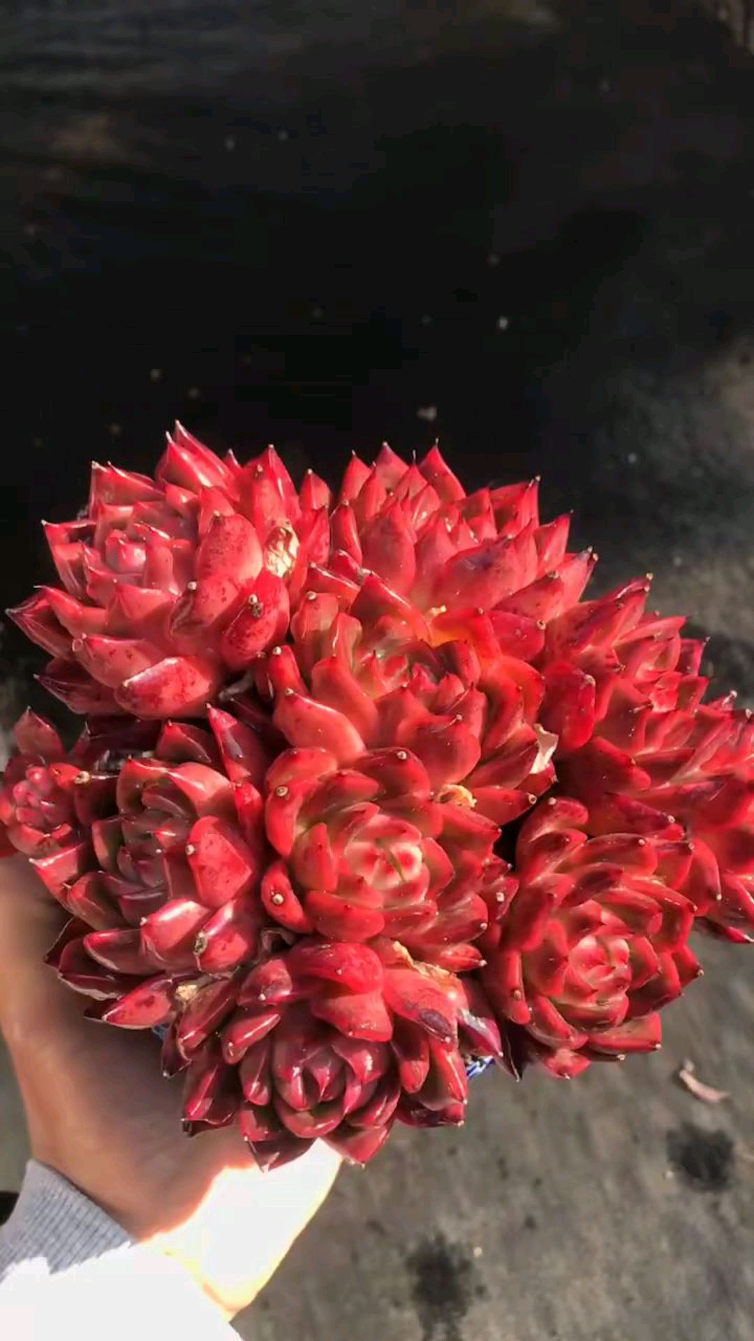 多肉红东云sp,养上一颗拥抱夏季