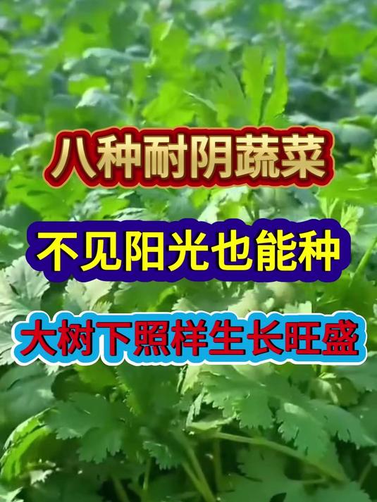 八种耐阴蔬菜不见阳光也能种大树下照样生长旺盛