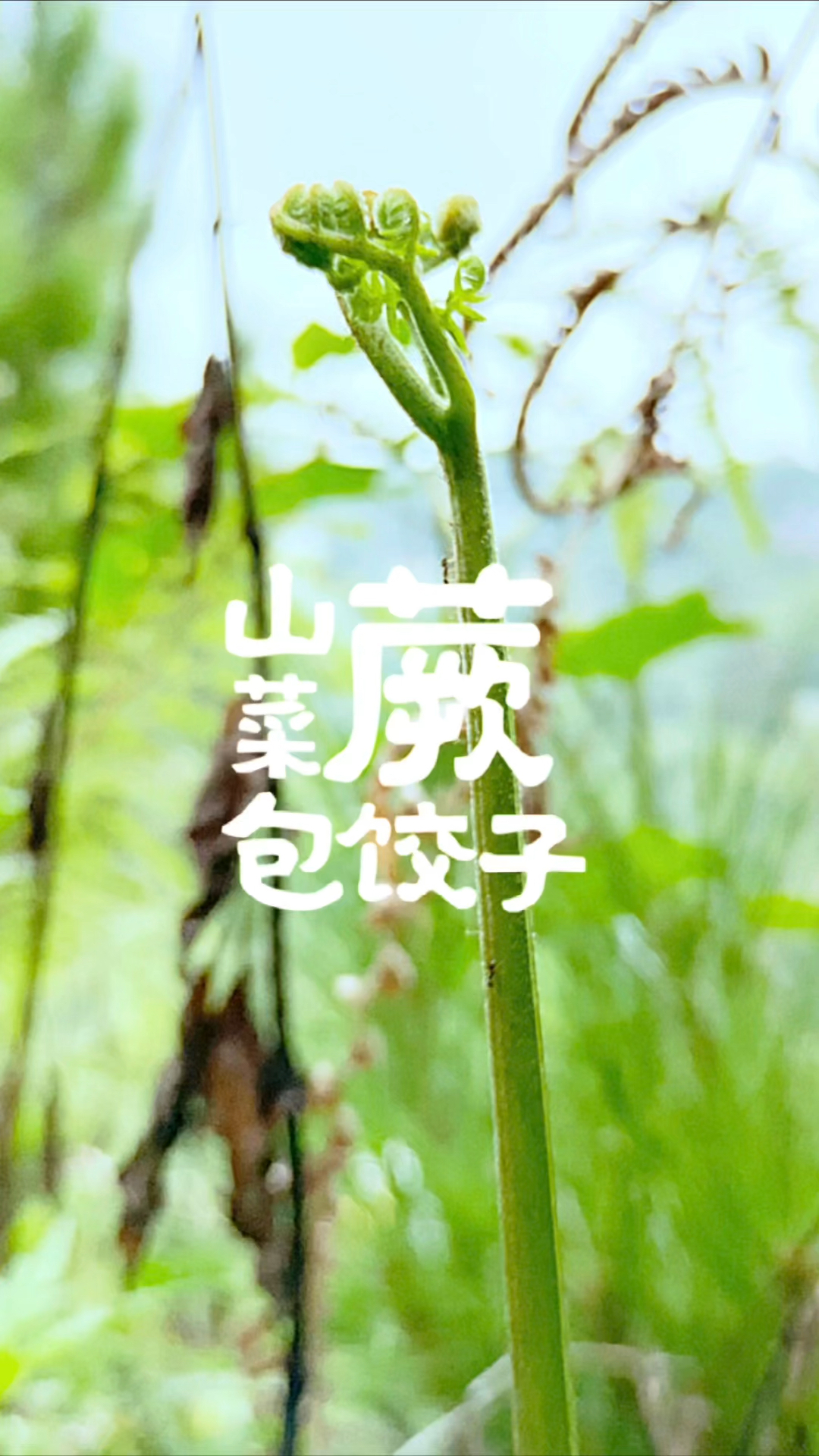 正是蕨菜生长的季节,来一份山蕨菜包饺子