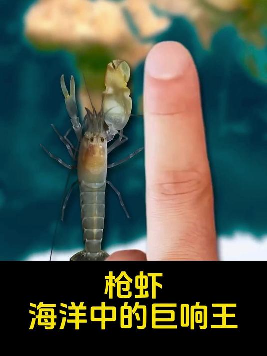 枪虾：海洋中的巨响王