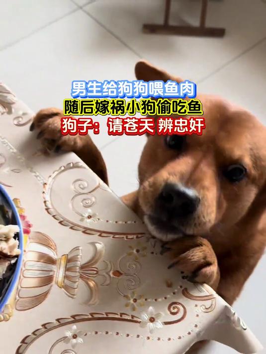 男生给狗狗喂鱼肉,随后嫁祸小狗偷吃鱼,狗子:请苍天 辨忠奸