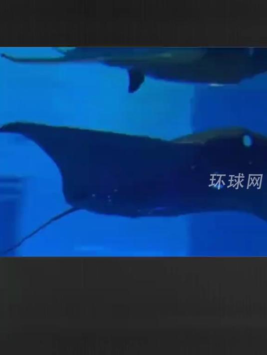 直击西工大测试“秘密武器”!仿生“魔鬼鱼”现身南海 可潜伏海底实现“鱼群作战”