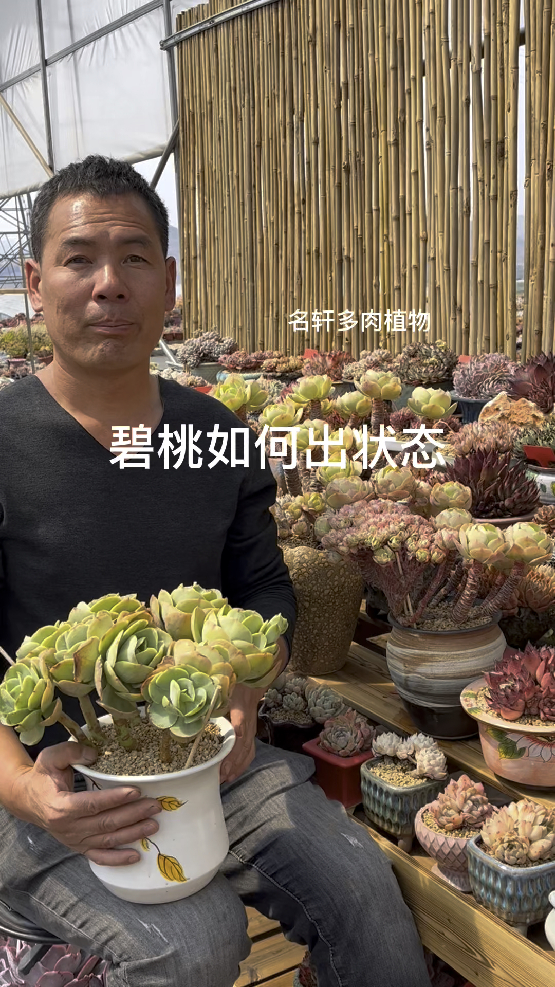 多肉植物碧桃如何出状态