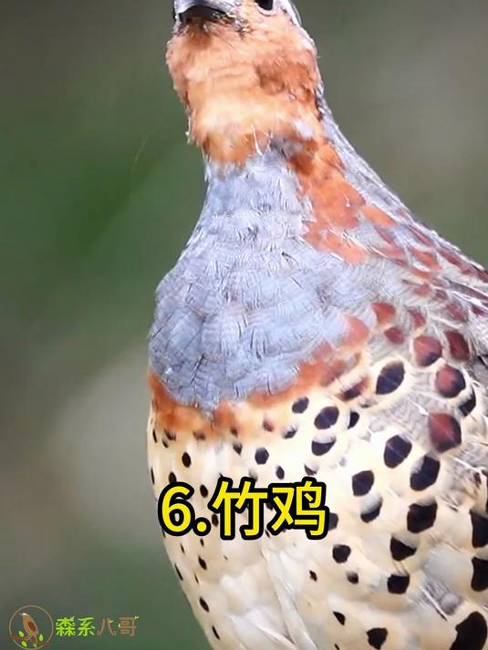 10种野外常听鸟叫声,就像在对暗号,想起了我快乐的童年