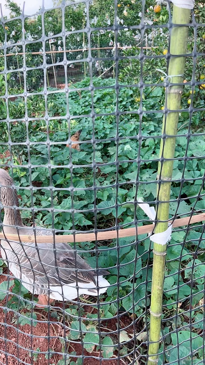 喜欢吃昆虫的小公鸡