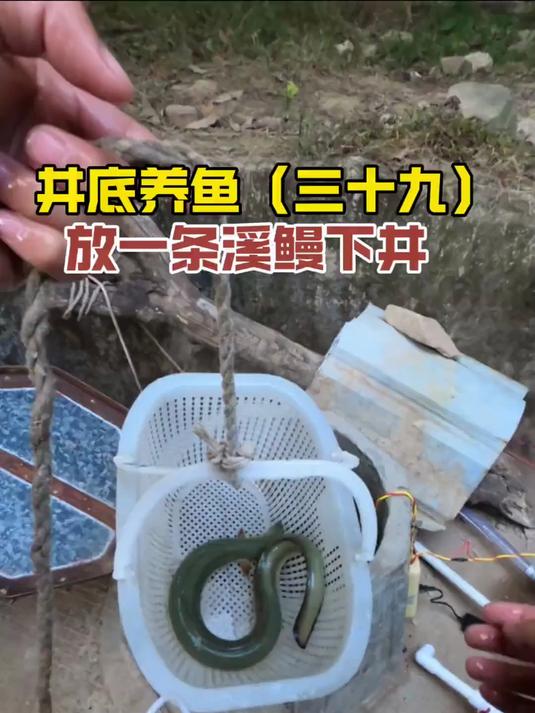 放一条溪鳗下井给大青鱼作伴，山泉水池的鱼长大了！