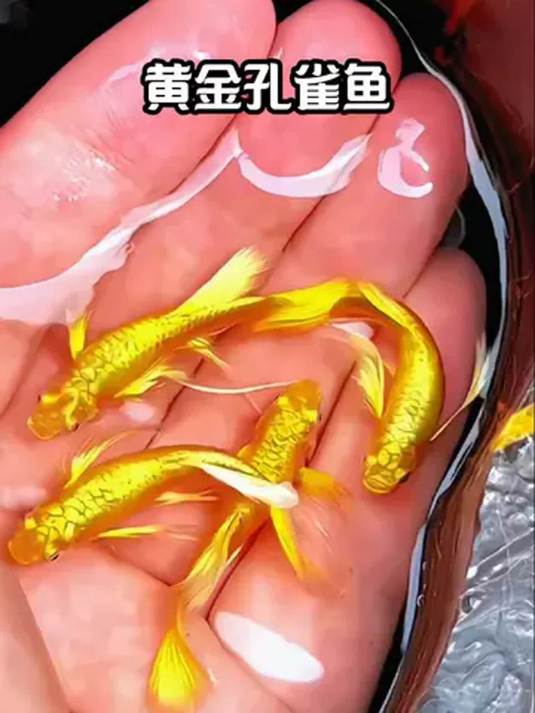 养黄金孔雀鱼,贵气优雅超喜庆,在家试试咋样?