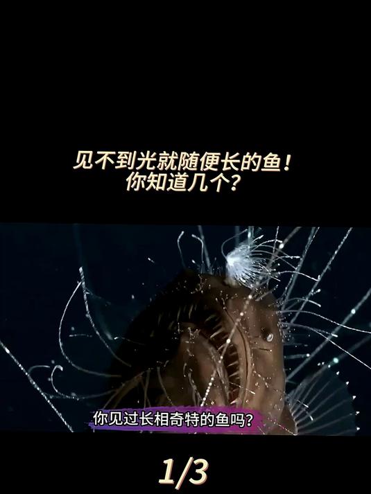 鼻子有头部一半大!藏在深海里长相随便的鱼,你知道几个?