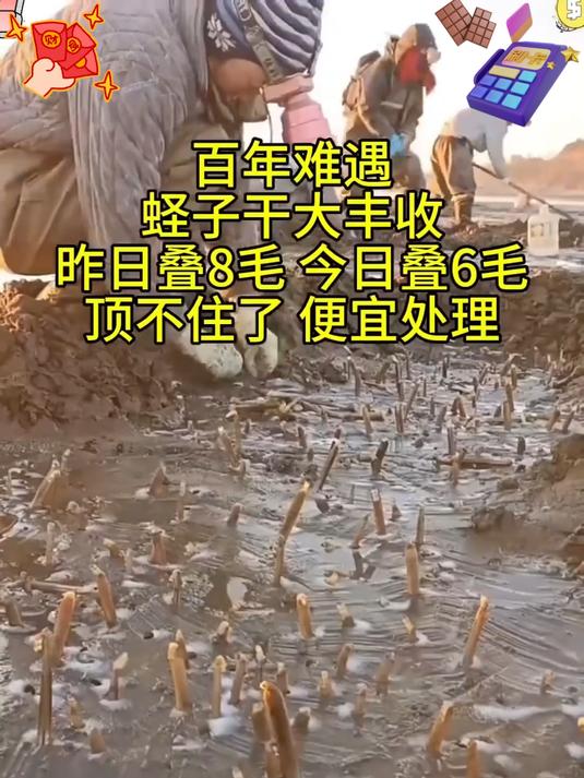 好的蛏干煮好汤味道不一般_清热解毒利尿消肿的蛏干纯淡干拿来炖汤炒菜都是极好的选择！