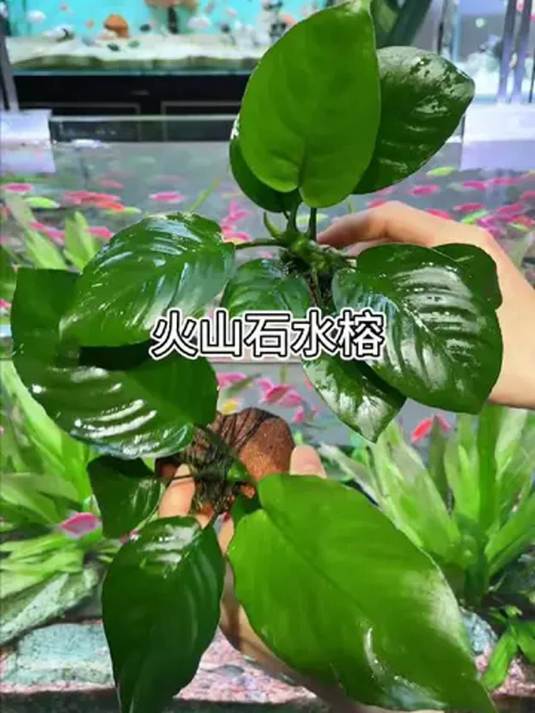 鱼缸里这空气净化器太神 轻松打造好水景 养鱼无忧