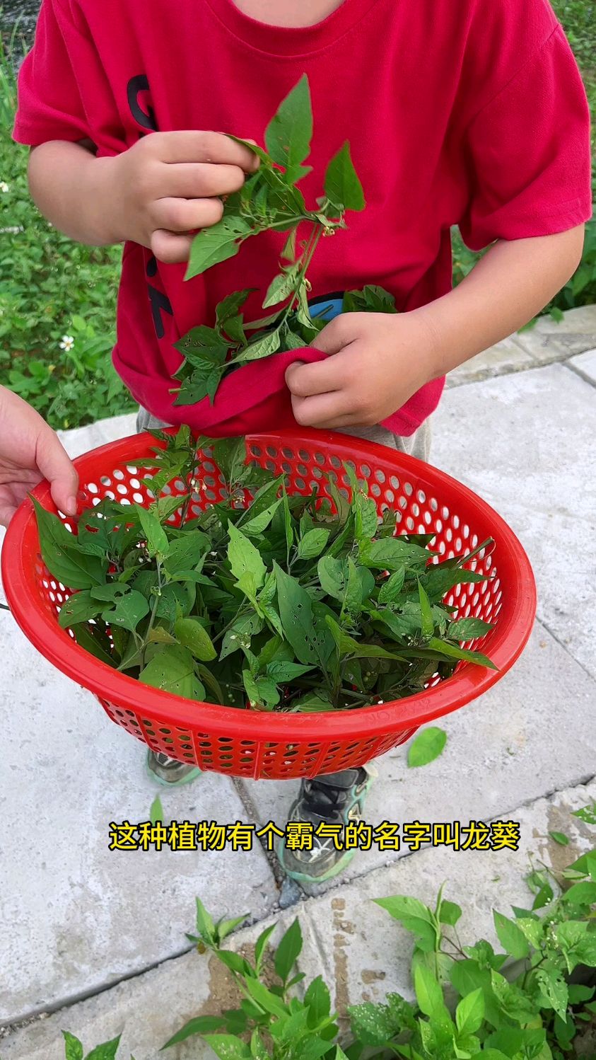 农村里的百花菜遇到就采点回家