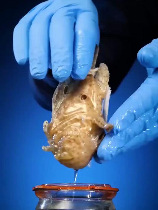 鮟鱇鱼独特的繁殖习性