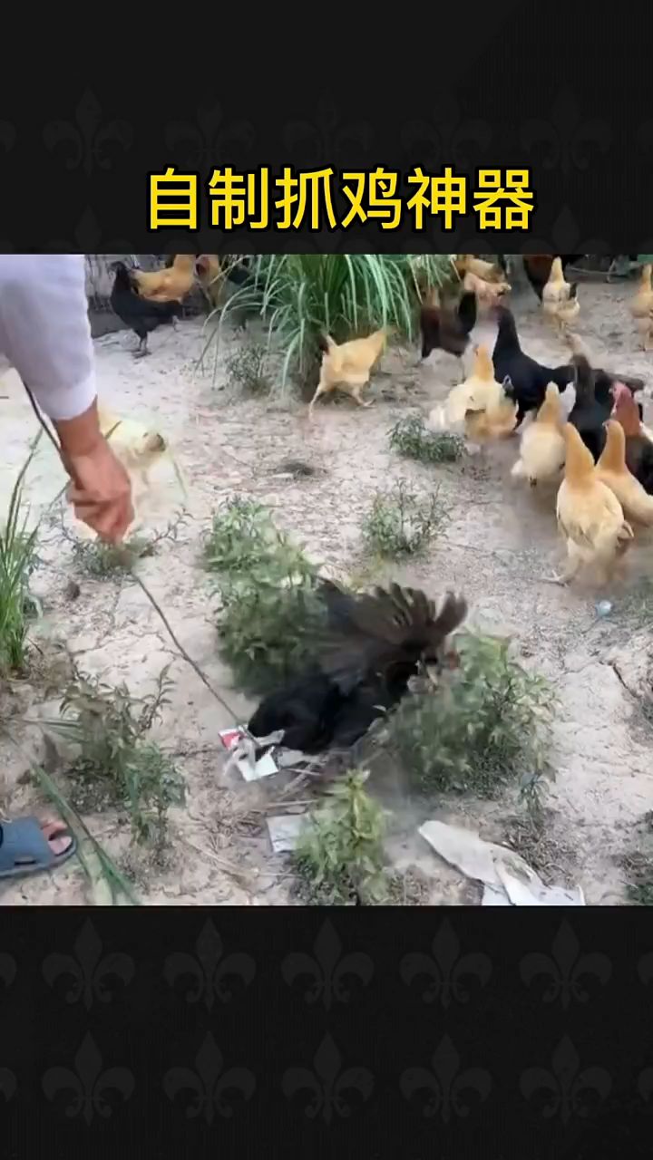 自制抓鸡神器