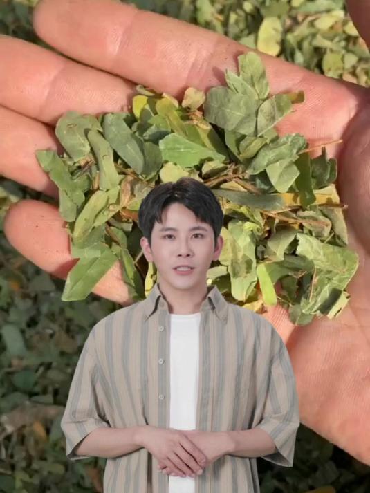 鸡骨草是什么,请大家悉知