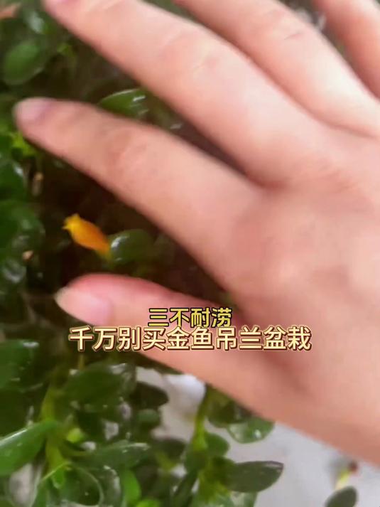 懒人盆栽界黑马,浇水多寡不挑剔,金鱼嘴花朵开满枝