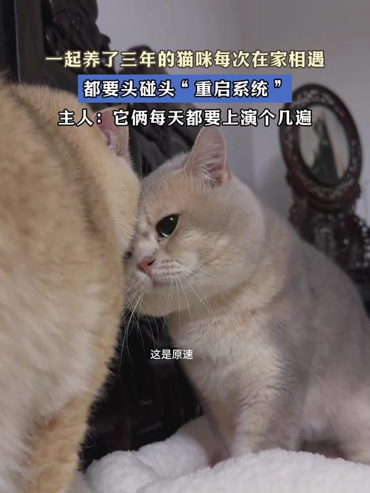 一起养了三年的猫咪每次在家相遇,都要头碰头“重启系统”