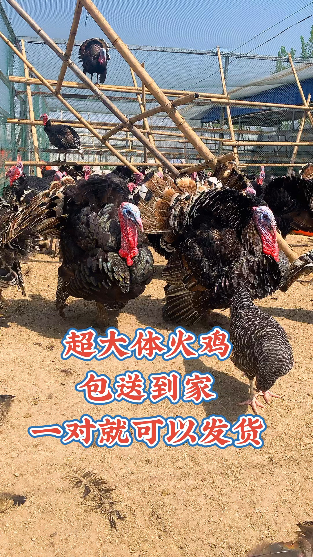 青铜火鸡成年可涨到30-40斤