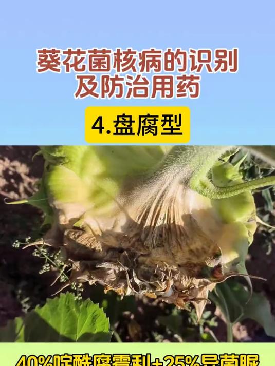 葵花菌核病 食葵种植 菌核病防治 葵花菌核病的识别及防治用药