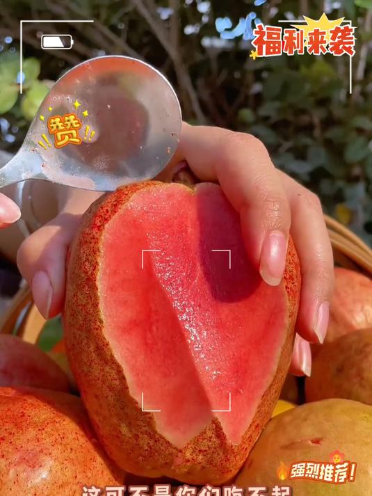口感像奶油冰激凌的红心软芭乐!软糯香甜!