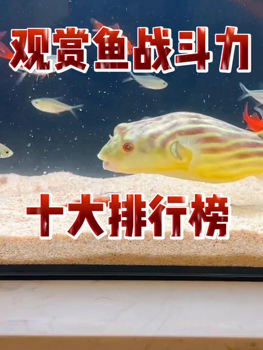 观赏鱼战斗力十大排行榜