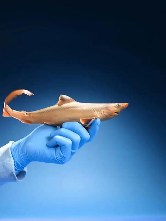 什么鱼牙齿最多？