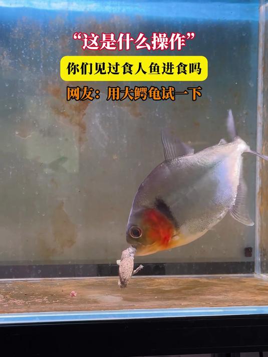 “这是什么操作”,你们见过食人鱼进食吗,网友:用大鳄龟试一下