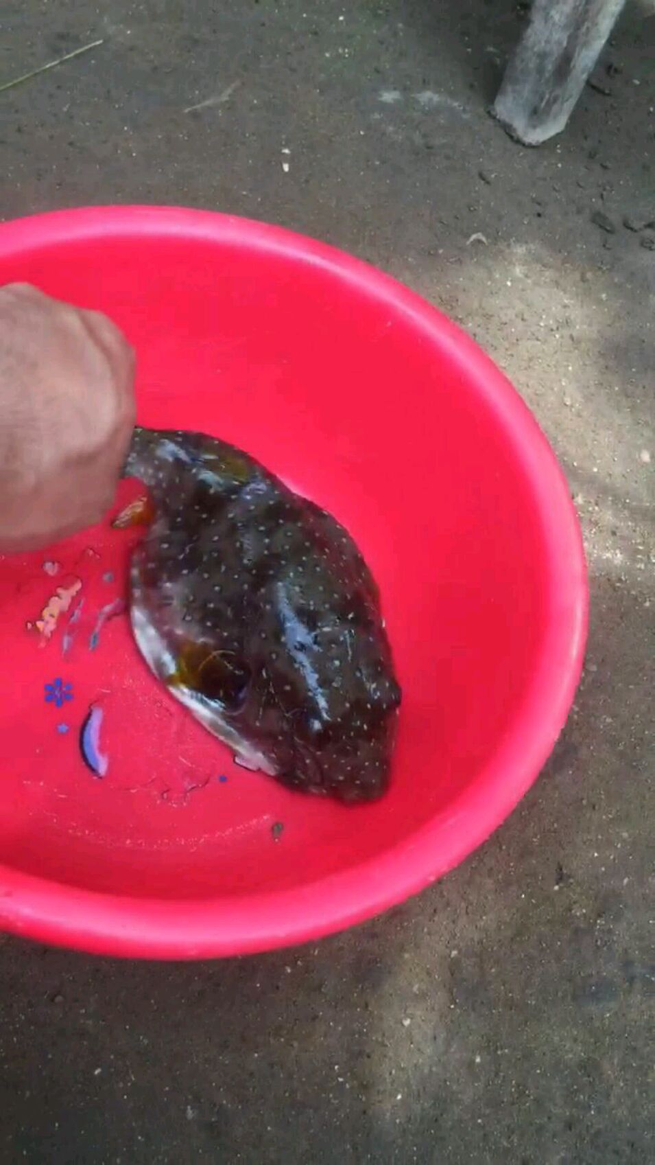 龟鱼!一看一肚子气,就知道很毒的,不小心食用它就会中毒的哦