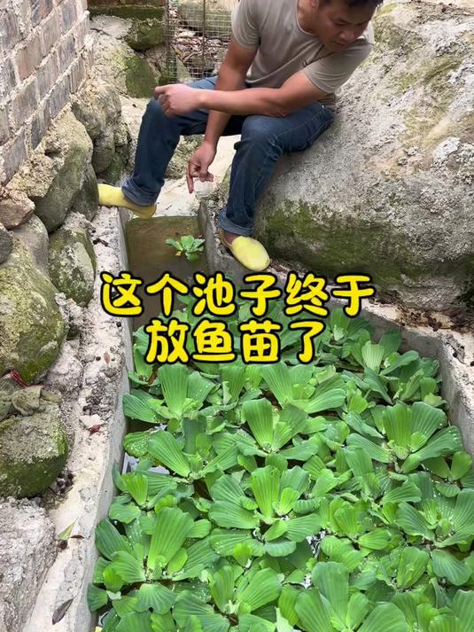 小水池养鱼 养鱼日记