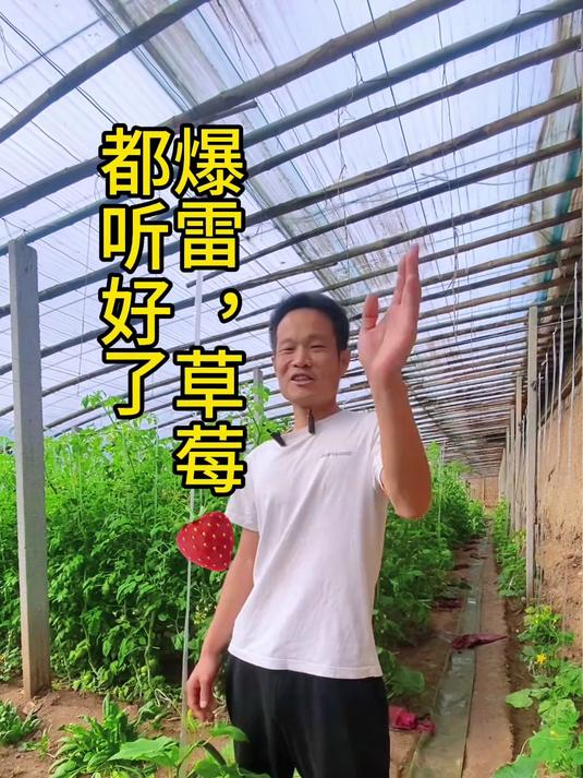 不知道我啥也不知道#乡村生活##农村生活##草莓#