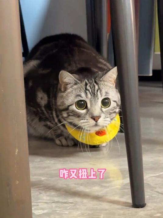 喂到表情包那个会跳舞的猫了,太会扭了……
