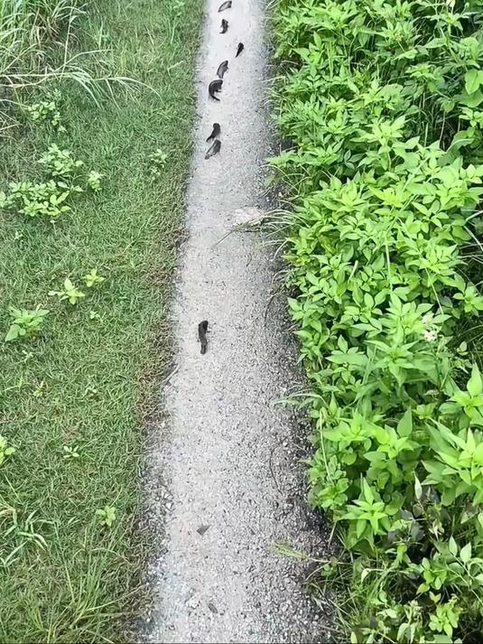 会走路的鱼