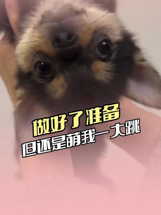 狗狗就这样萌萌地看着你~#可爱 #萌宠