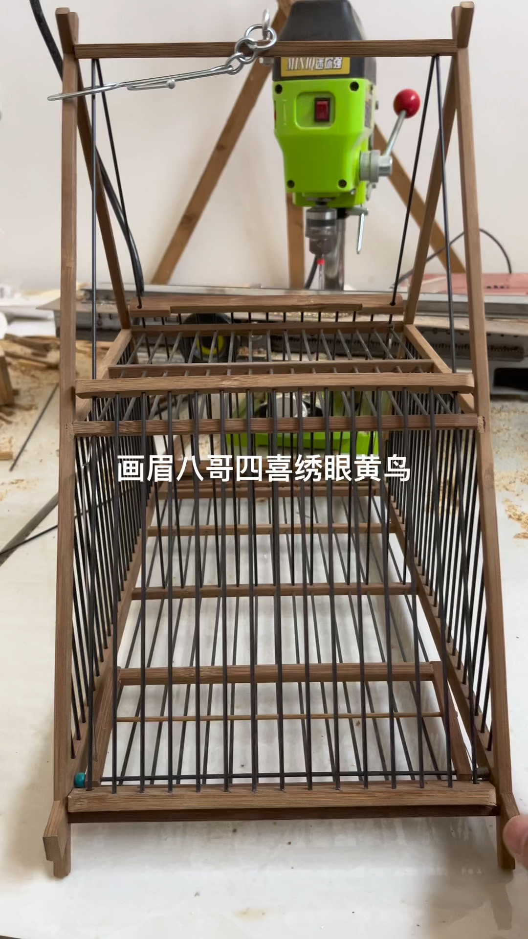 绣眼黄鸟贝子蜡嘴画眉四喜八哥共用