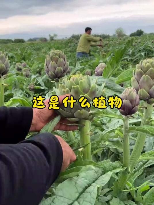 这是什么植物