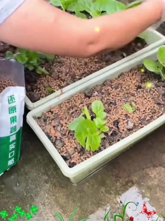 新手必种爆款菜,大叶木耳菜不挑土,出苗快口感赛菠菜