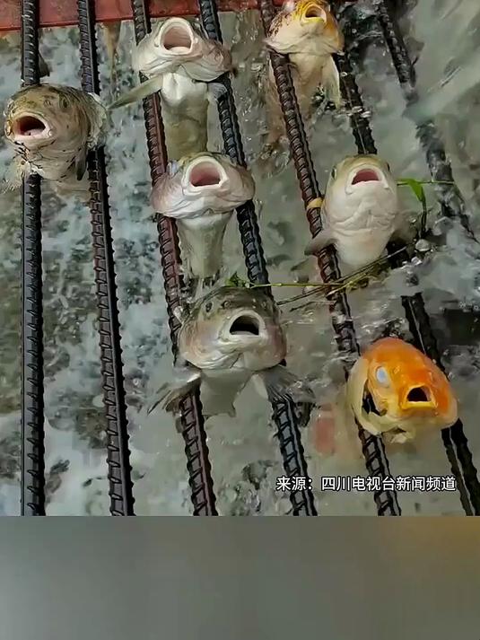 水库涨水鱼卡满桥缝 下游现捕鱼奇观众人捡 这波鱼获太离谱了