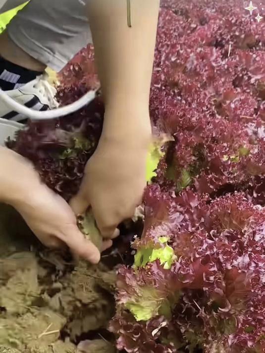 紫叶生菜盆栽颜值高,紫色叶片防虫害,种子遇水三天就发芽