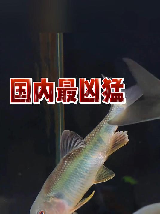 国内最凶猛淡水鱼排行榜